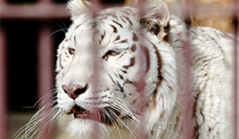 池田動物園