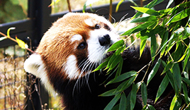 札幌市円山動物園 