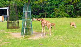 豊橋総合動植物公園（のんほいパーク）