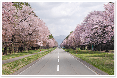 静内二十間道桜並木道