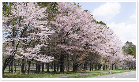 静内二十間道桜並木全体