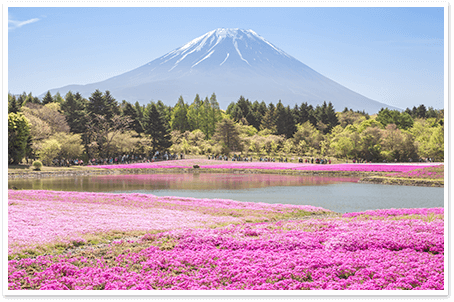 富士芝桜と湖