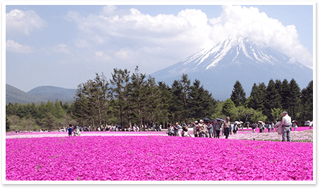 富士芝と富士山