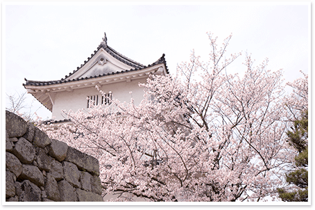 丸亀城と桜