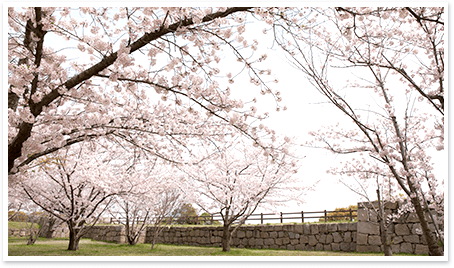 丸亀桜風景