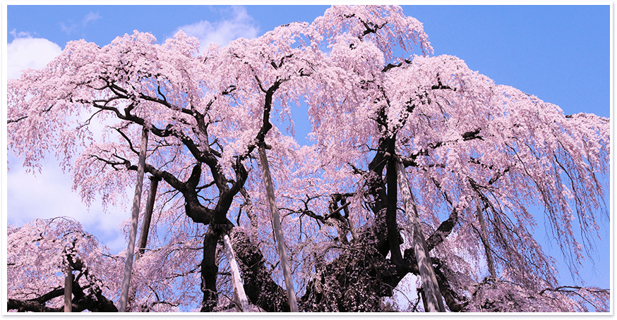 三春滝桜