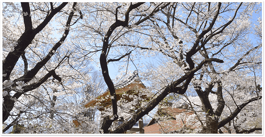 山高神代桜