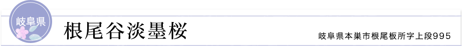 岐阜県 根尾谷淡墨桜 岐阜県本巣市根尾板所字上段995