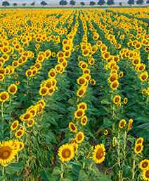 笠岡ベイファームのイメージ